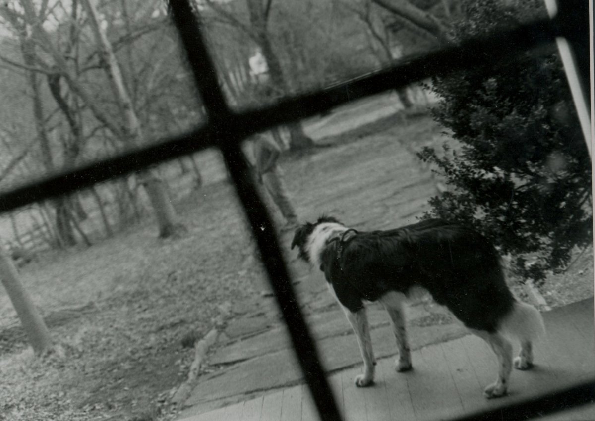 student photo of  a dog through a window