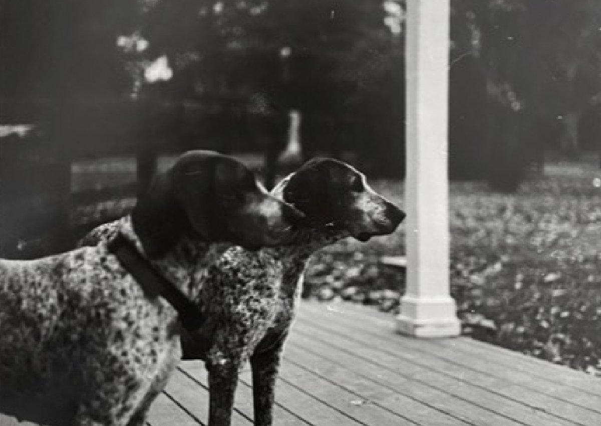 student photo of  two dogs